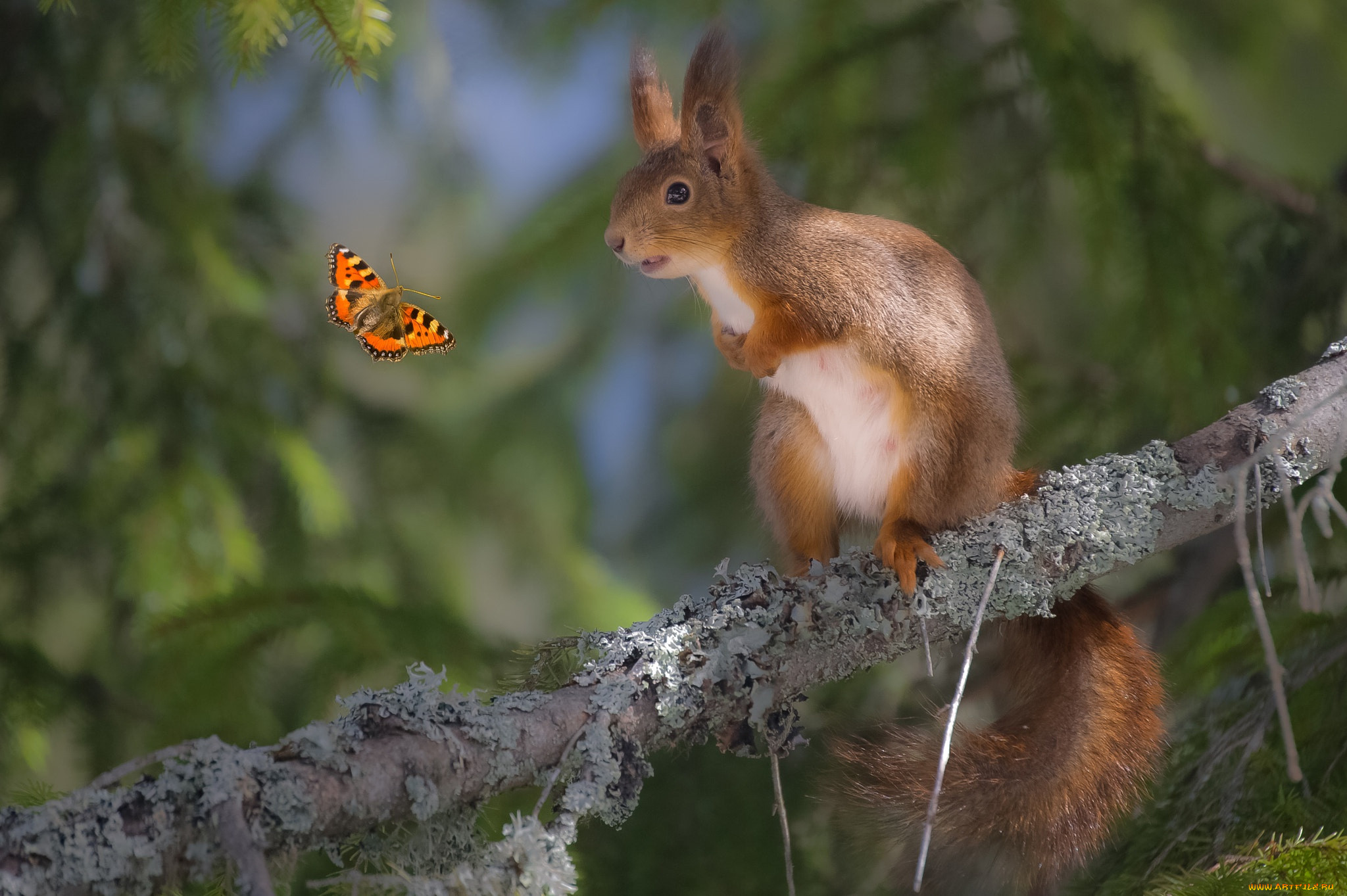 ��������, ������ ������, �������, �����